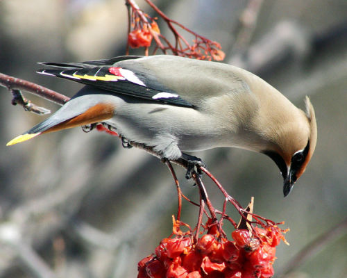 rhamphotheca:The Bohemian Waxwing (Bombycilla garrulus)… is a starling-sized passerine bird t