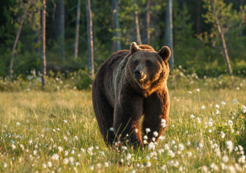 vurtual: Wild Brown Bear(by Lauri Tammik)