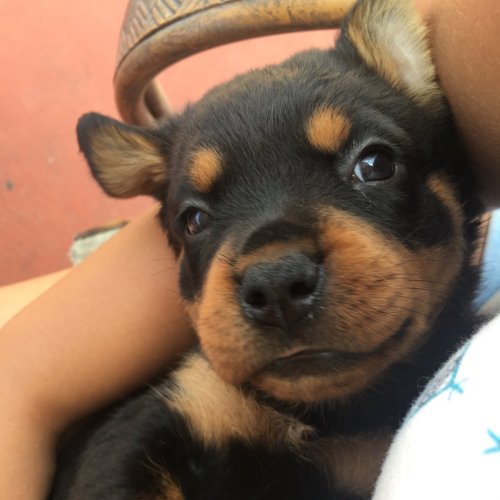 babyanimalgifs: get yourself a dog that looks at you like this