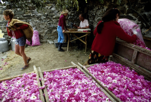 unrar:Picking roses to be made into rose oil and perfumes, Ukraine, Ed Kashi.