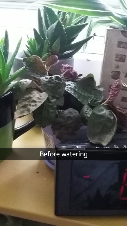 Instead of drooping a -little- when it needs to be watered my purple waffle plant