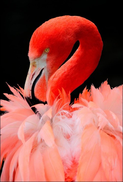 me-lapislazuli:  Flamingo. by Evey-Eyes