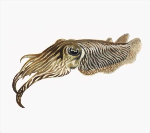 my7un4-c4pt0r:  CUTTLEFISH. THEYRE SO ADORABLE. 