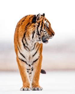 beautiful-wildlife:  Amur Tiger by suhaderbent