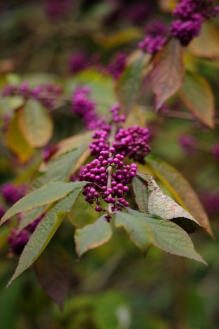 American Beautyberry / Amerikanische Schönfrucht (Callicarpa americana)