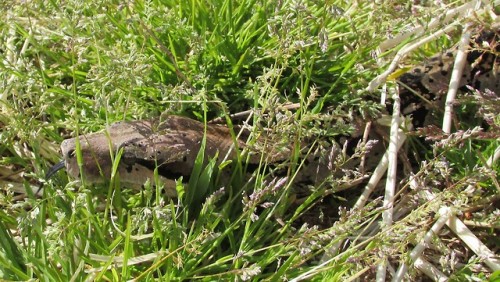 Nuri took a stroll outside this afternoon!Unknown species Boa