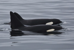 llbwwb:  Killer whales “Chopfin” and CA-171B (by toryjk)