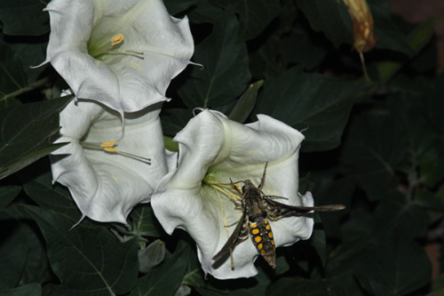 wapiti3:Hummingbird Moth feeding from DaturasBernhard Michaelis photos