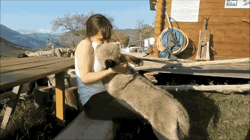 gifsboom:Video: Fluffy Baby Donkey Cuddles with Girl[Bel'âne]