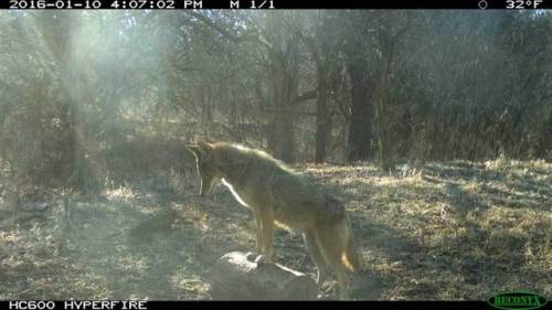 trailcams: source