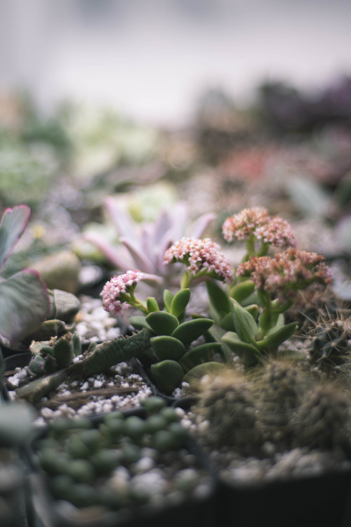 Succulents