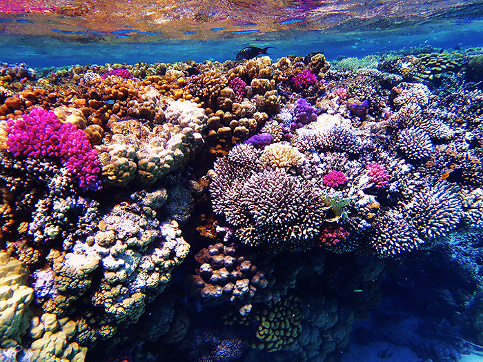 takemetothedungeons:  Satayah, Egypt - October 2013 
