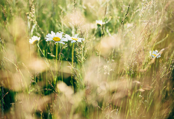 ☾ cosmos ☽