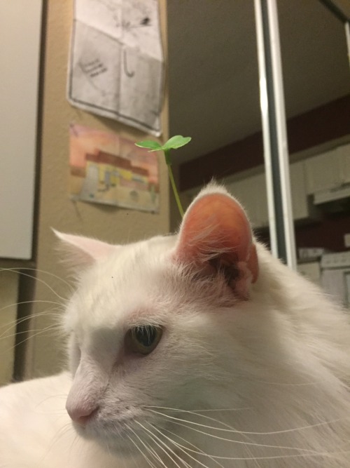 barbiegutzz:Hey everyone look at my cat who has a lil sprout on his lil head