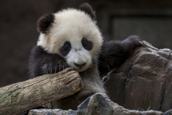 sdzoo:  In honor of Endangered Species Day,