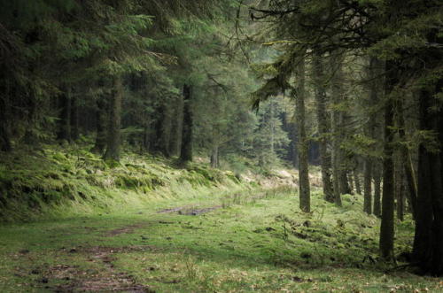 celticforestwitch:Fernworthy Forest, one of my favourite places ^_^