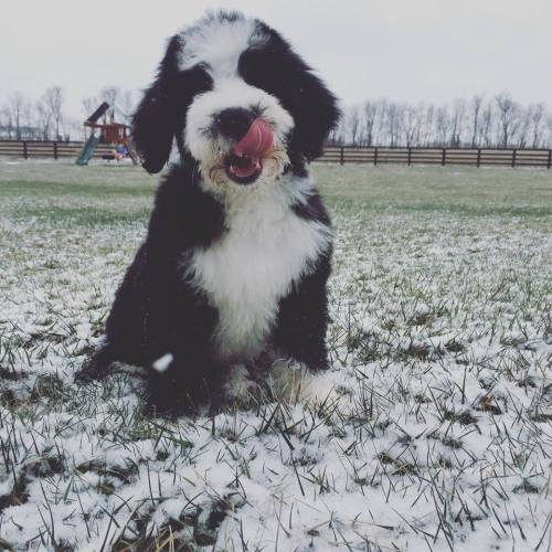  - Bernese Mountain Dog/Poodle Mix. Want more? Follow:http://dogsandpupsdaily.tumblr.com/ 