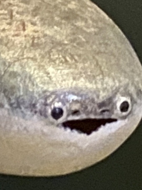 T-tiddy....