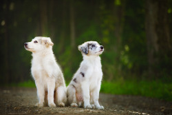 animalsareangels:   	Puppy-Heart by S. Elschner