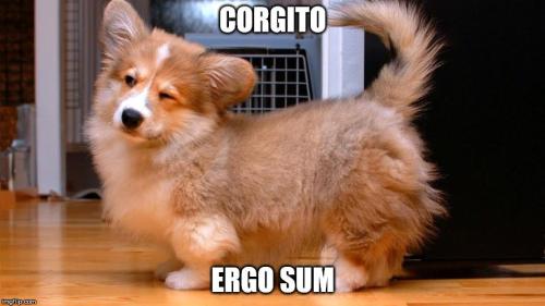 The iterative verb corgitare implies the verb corgire, “to be a corgi.”