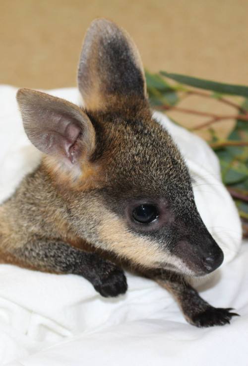 Wallaby Joey Gets a Helping Hand at Taronga ZooA Swamp Wallaby who was rejected by her mother is bei