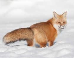 beautiful-wildlife:Red Fox by © Jeff VanKuik