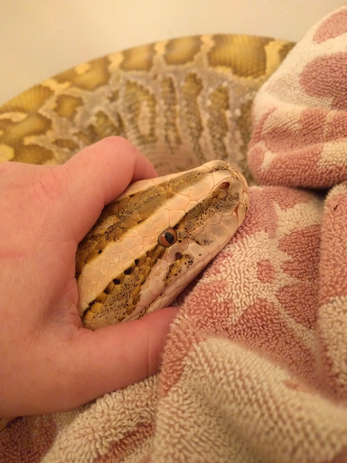 solid-snakes:“Hmmm….nope.”