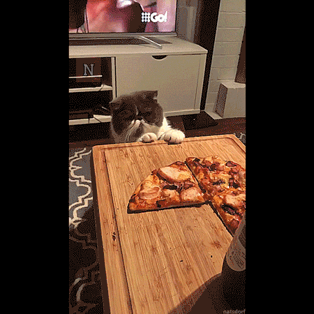 thenatsdorf:This cat’s name is Paul. Paul wants pizza. (via blaaaaake)
