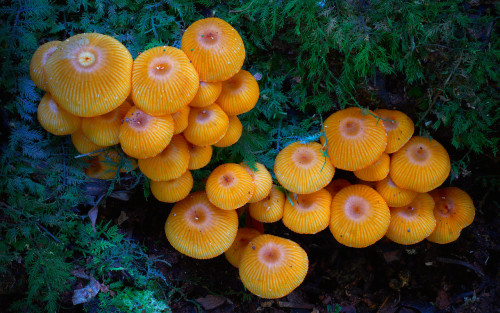 nubbsgalore:  a mushroom rainbow to put the fun in fungi. cause they don’t need psilocybin to be magic. and though some mushrooms are coloured as a toxicity warning to predators, many others are brightly coloured to instead attract potential spore