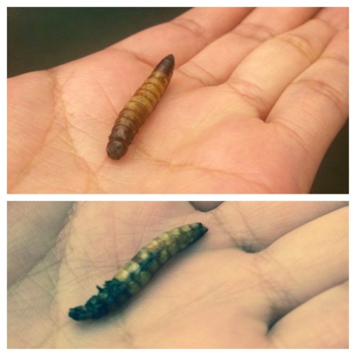 1T. Eating a worm Things that keep me entertained while at work?….yup. worms. Something to th