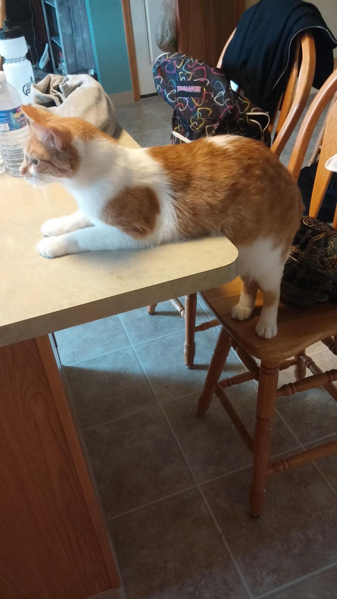 awwww-cute:  My cat Charles is also not allowed on the table. He’s pushing it though