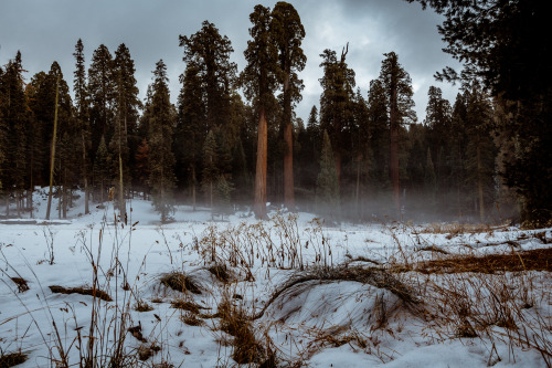 jasonincalifornia: Misty Meadow in Sequoia National Park - Round Meadow Prints/Society6