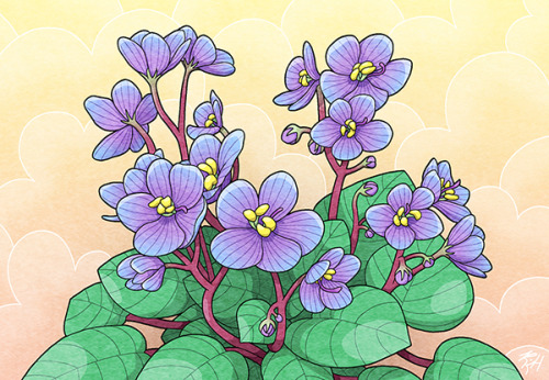 I sketched my african violets about a year ago, and I recently redrew them in my current digital sty