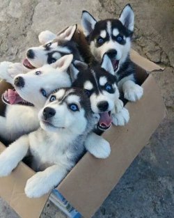 awwww-cute:  Excuse me sir, there is a parcel