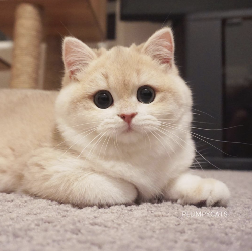 aww-so-pretty:Omg this cat is beautiful