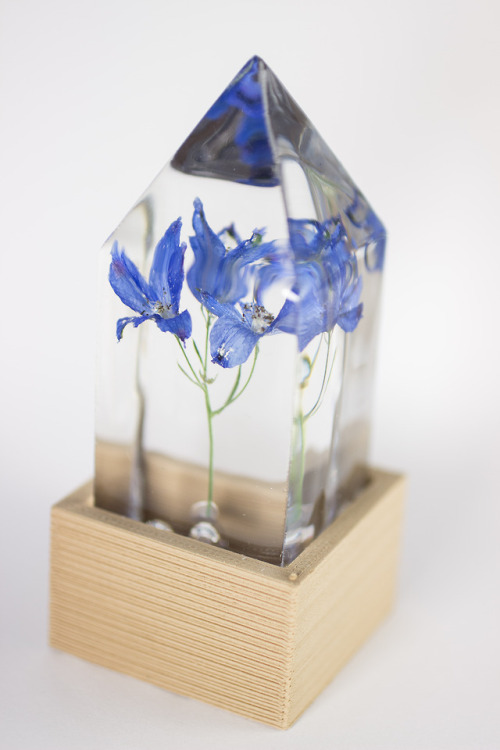 mossofthewoodsjewelry: Larkspur (Delphinium grandiflorum) - Nightlight