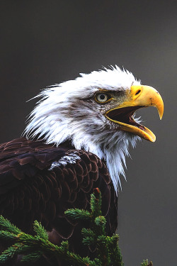 wavemotions:Eagle Calling by Arbitrage