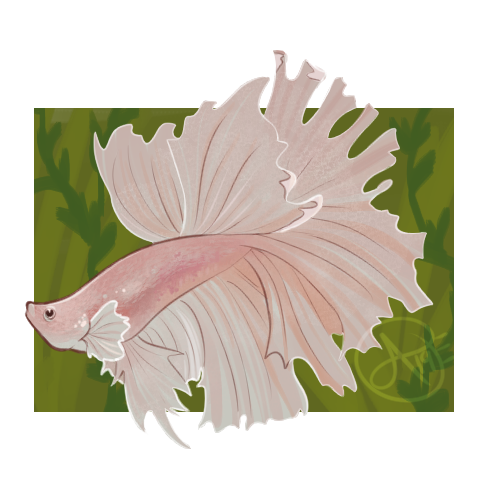 Recent commission I did for oishiitamashii’s sweet betta boy! Thanks so much!