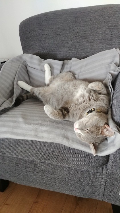 mendelsohnben: I aspire to be as comfy as my cat