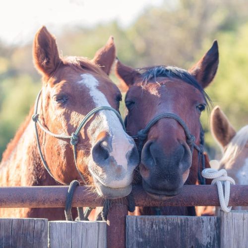 Ruckus and Groovy are sweet boys! #lovehorses #tnthorses (at TnT Ranch &amp; Tom Davis Horsemanship)