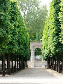 lilyadoreparis:  Le Jardin des Tuileries, 