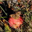 fallthings22