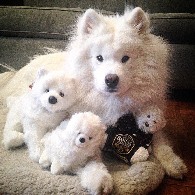 samoyed teddy bear