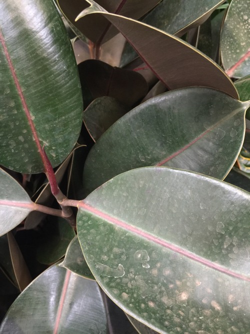 spookyxmeyer:  Foliage 