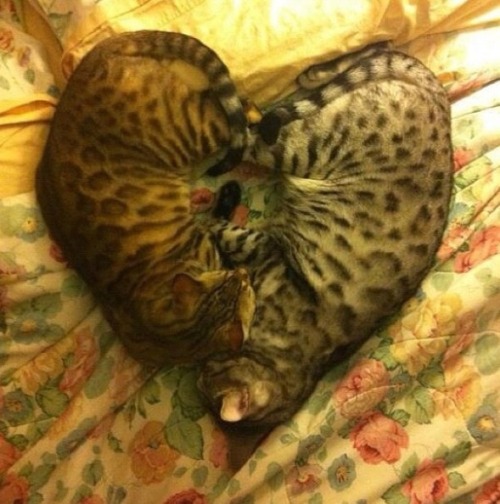 Eevee & Heikki - Bengal Heart Nap (by Eeveeheikki)