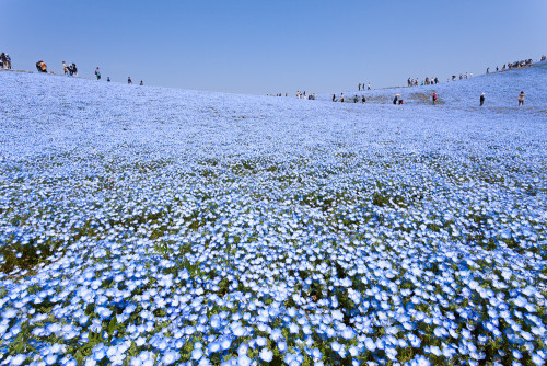 bobbycaputo:A Sea of 4.5 Million Baby Blue Eye Flowers in Japan’s Hitachi Seaside Park