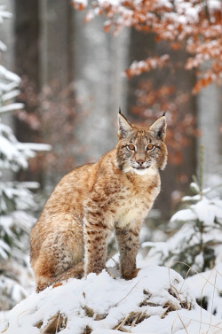 beautiful-wildlife:  Winter Lynx by Miroslav Hlavko