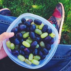 vegannomadchick:  Hey!🙋🏻 I’m having 2 pounds of grapes for lunch in the sorta-wet grass today. Wet bum. Whatever!! The grapes from Trader Joe’s are so good right now–ū.99 for this grape medley 🎶 I also had four slices of sourdough toast