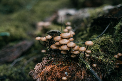 little brown mushrooms