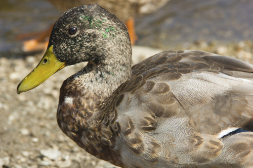 I met some friendly ducks.-Birdie St. Pierre